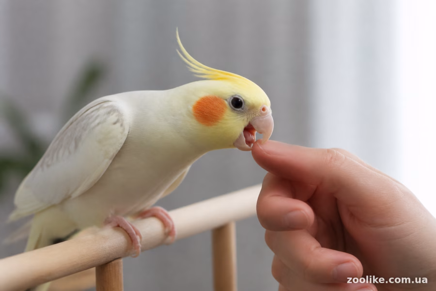 Як зрозуміти, що зараз буде укус