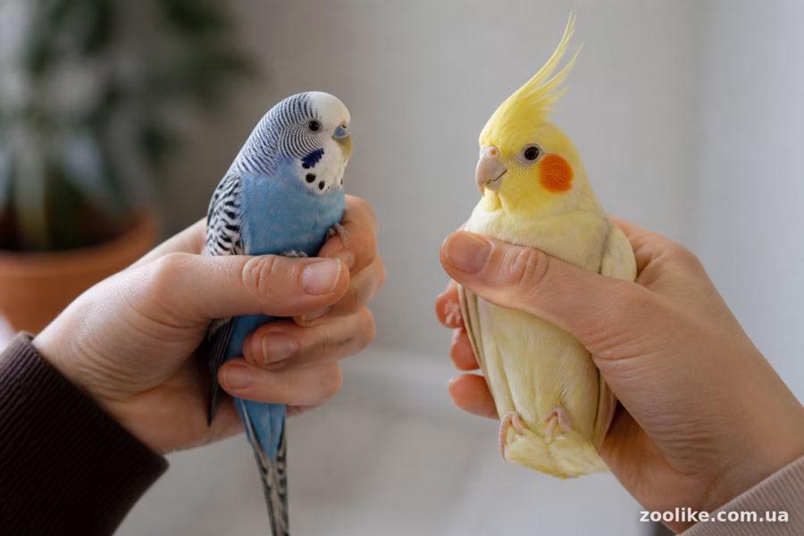Поведінка корел як підказка